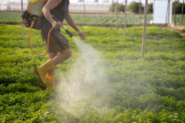 Best Pest Control Near Me  in Maricopa, AZ