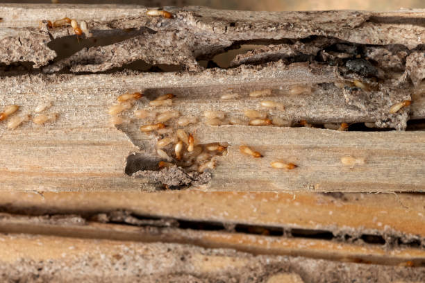 Wildlife Control Services in Maricopa, AZ